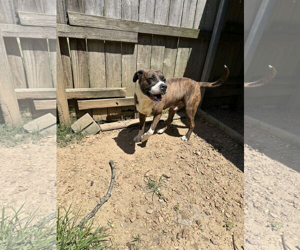 Medium Photo #2 Mastiff-Unknown Mix Puppy For Sale in Jackson, MS, USA