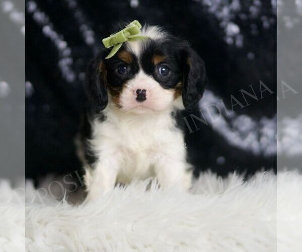 Medium Photo #29 Cavalier King Charles Spaniel Puppy For Sale in WARSAW, IN, USA