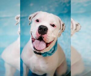 Bulloxer Dogs for adoption in Plover, WI, USA