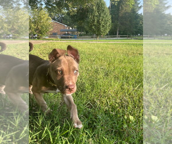 Medium Photo #7 American Pit Bull Terrier-Huskies  Mix Puppy For Sale in Raleigh, NC, USA
