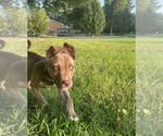 Small #6 American Pit Bull Terrier-Huskies  Mix