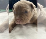 Small Photo #4 American Pit Bull Terrier Puppy For Sale in PALM BCH GDNS, FL, USA