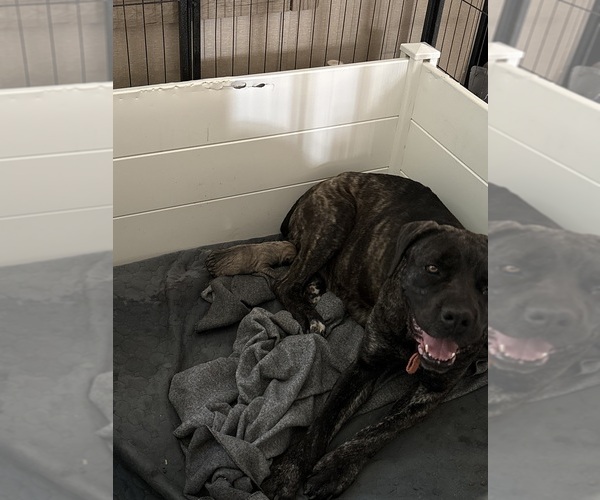 Medium Photo #1 Cane Corso Puppy For Sale in WARREN, MI, USA