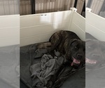 Small Photo #1 Cane Corso Puppy For Sale in WARREN, MI, USA