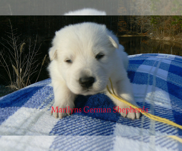 Medium Photo #2 German Shepherd Dog Puppy For Sale in PIEDMONT, MO, USA