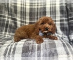 Small #5 Cavapoo