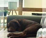 Small #3 Labrador Retriever-Retriever  Mix