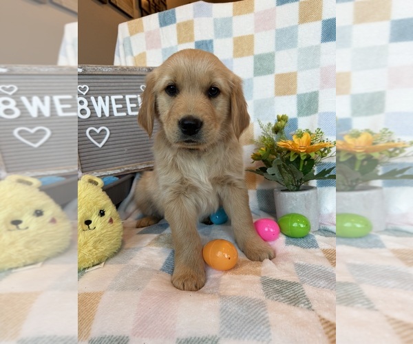 Medium Photo #1 Golden Retriever Puppy For Sale in TONASKET, WA, USA