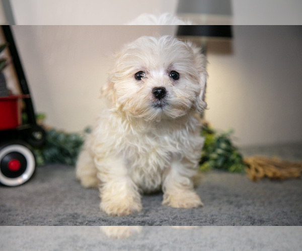 Medium Photo #1 Zuchon Puppy For Sale in SHILOH, OH, USA