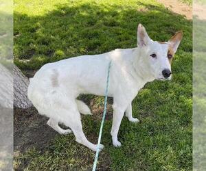 Texas Heeler-Unknown Mix Dogs for adoption in Modesto, CA, USA