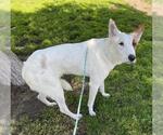 Small Texas Heeler Mix