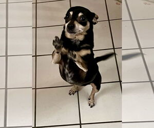 Chihuahua Dogs for adoption in Colton, CA, USA