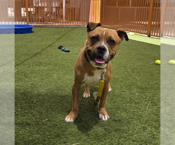 Medium Photo #1 Mutt Puppy For Sale in Las Vegas, NV, USA