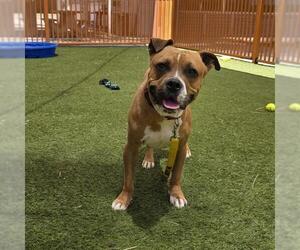 Mutt Dogs for adoption in Las Vegas, NV, USA