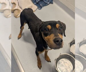 Rottweiler-Unknown Mix Dogs for adoption in Rowlett, TX, USA