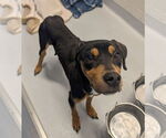 Small Rottweiler Mix