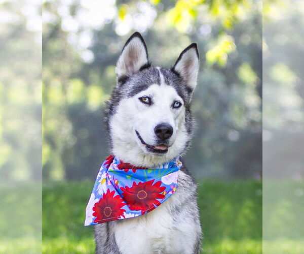 Medium Photo #9 Huskies -Unknown Mix Puppy For Sale in Unionville, PA, USA