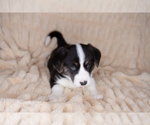 Cardigan Welsh Corgi Puppy for sale in SYRACUSE, UT, USA