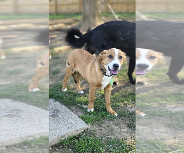 Medium Photo #1 Beagle-Unknown Mix Puppy For Sale in Aurora, IN, USA