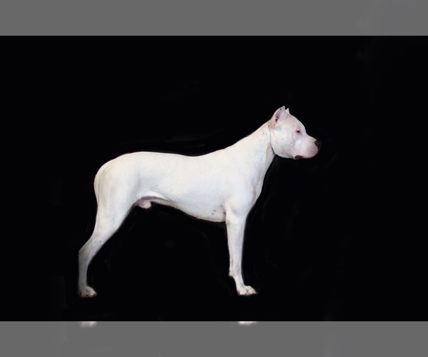 Medium Photo #1 Dogo Argentino Puppy For Sale in STAFFORD, VA, USA