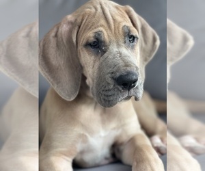 Great Dane Puppy for Sale in FLORENCE, Kentucky USA