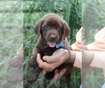 Small #1 Labrador Retriever
