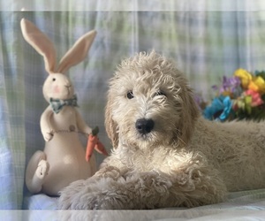 Goldendoodle Puppy for sale in LANCASTER, PA, USA