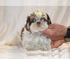 Shih Tzu Puppy for sale in DYERSBURG, TN, USA