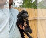 Small Photo #1 Aussiedoodle Puppy For Sale in SPENCER, TN, USA