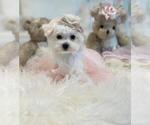 Small #5 Maltese
