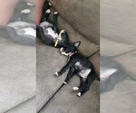 Small #1 American Pit Bull Terrier Mix