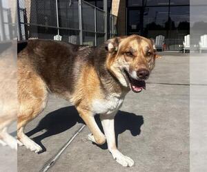 Gerberian Shepsky Dogs for adoption in Denver, CO, USA