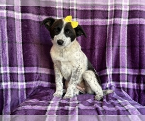 Australian Cattle Dog-Border Collie Mix Puppy for sale in LAKELAND, FL, USA