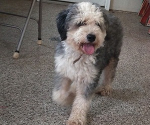 Father of the Bernedoodle (Miniature) puppies born on 07/01/2026