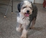 Small Photo #1 Bernedoodle (Miniature) Puppy For Sale in LEETONIA, OH, USA