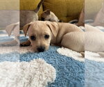 Small #4 Chiweenie
