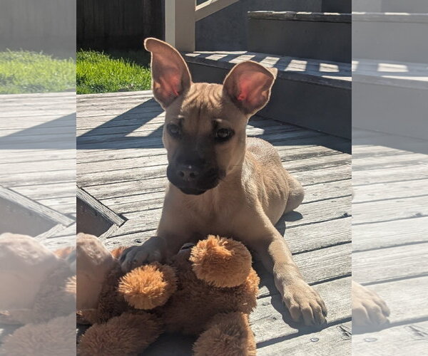 Medium Photo #2 Mutt Puppy For Sale in Bellevue, WA, USA