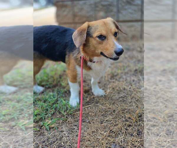 Medium Photo #4 Pembroke Welsh Corgi-Unknown Mix Puppy For Sale in New York, NY, USA