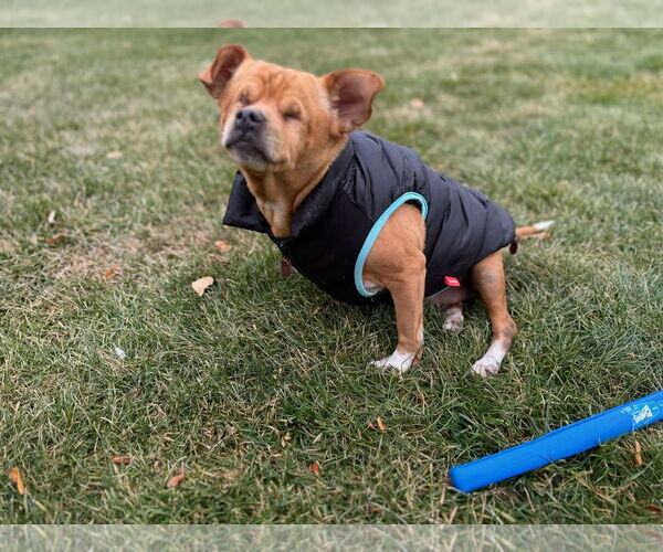 Medium Photo #5 Chihuahua-Unknown Mix Puppy For Sale in Boise, ID, USA