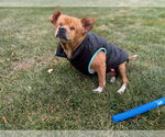 Small #4 Chihuahua Mix
