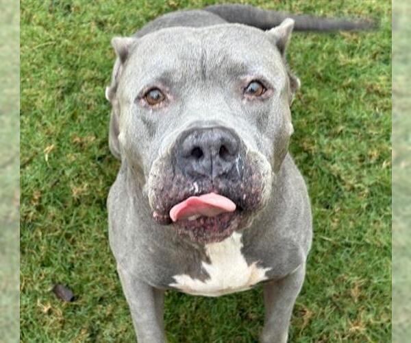 Medium Photo #1 American Pit Bull Terrier-Unknown Mix Puppy For Sale in Tulsa, OK, USA