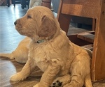 Small Photo #9 Goldendoodle Puppy For Sale in BIRCHWOOD, TN, USA