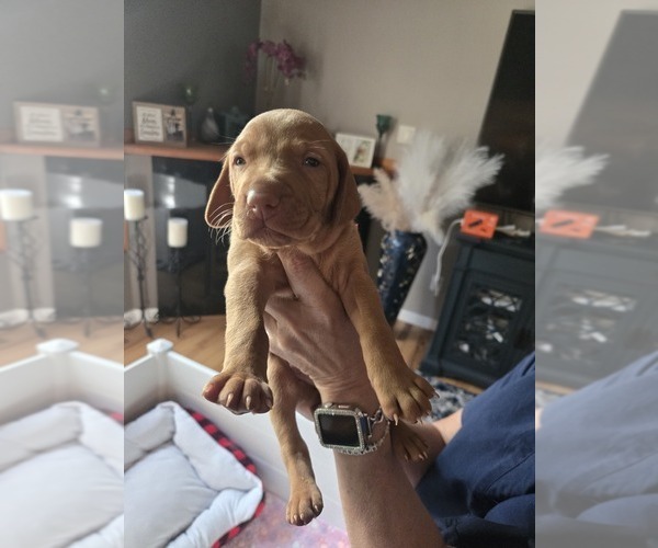 Medium Photo #6 Vizsla Puppy For Sale in PINCKNEY, MI, USA