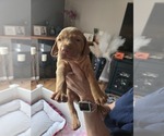 Small #5 Vizsla