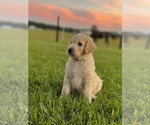 Small Photo #3 Goldendoodle-Poodle (Standard) Mix Puppy For Sale in ASHVILLE, AL, USA