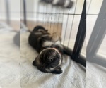 Small #2 German Shepherd Dog