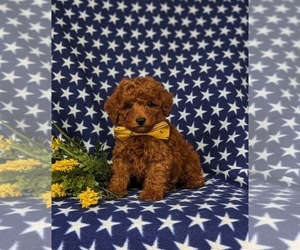 Poodle (Miniature) Puppy for sale in LEOLA, PA, USA