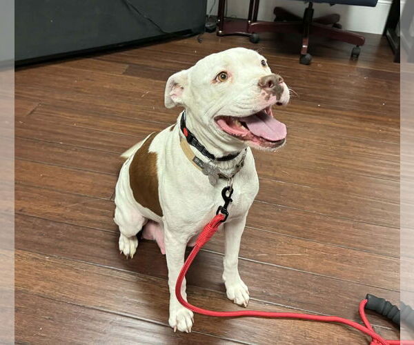 Medium Photo #3 Mutt Puppy For Sale in Holly Springs, NC, USA