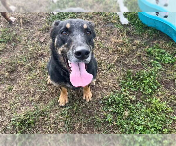 Medium Photo #2 German Shepherd Dog-Unknown Mix Puppy For Sale in Ocala, FL, USA