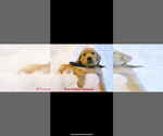 Small Photo #10 Golden Retriever Puppy For Sale in LAURENS, SC, USA
